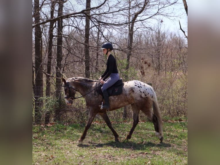 Appaloosa Ruin 4 Jaar 145 cm Roan-Bay in Howell, MI