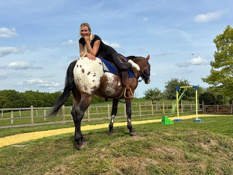 Appaloosa Ruin 4 Jaar 149 cm Appaloosa in Linkenbach