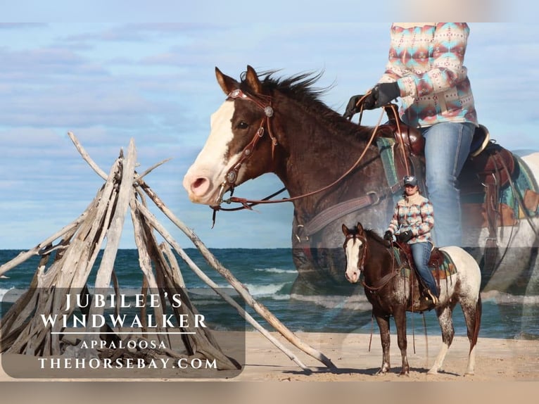 Appaloosa Ruin 4 Jaar 152 cm Donkere-vos in Hesperia, MI