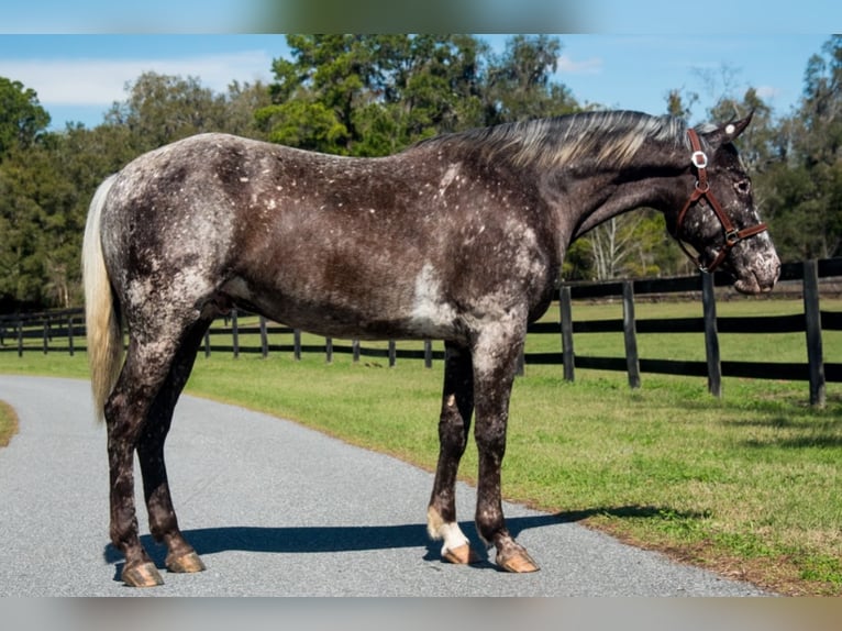 Appaloosa Ruin 4 Jaar 152 cm in Ocala, FL