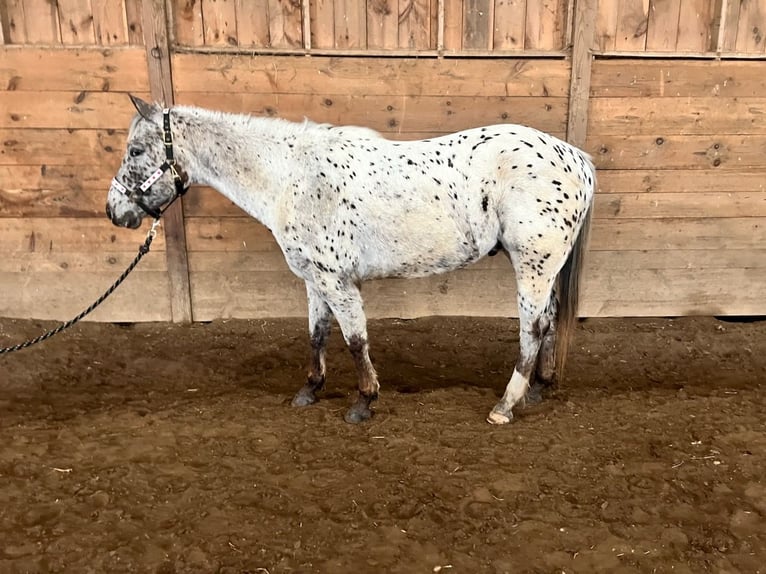 Appaloosa Ruin 4 Jaar 152 cm Zwartbruin in Simsbury