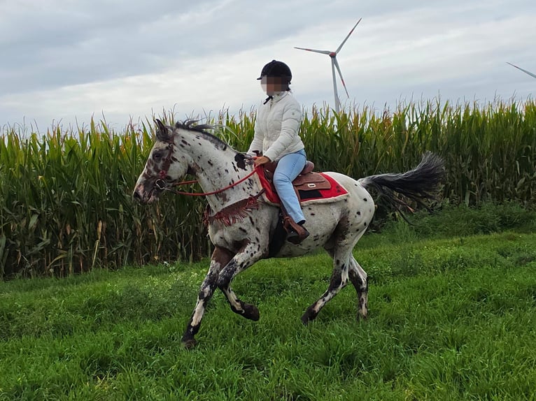 Appaloosa Mix Ruin 4 Jaar 153 cm Appaloosa in Linkenbach