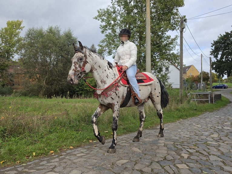 Appaloosa Mix Ruin 4 Jaar 153 cm Appaloosa in Linkenbach