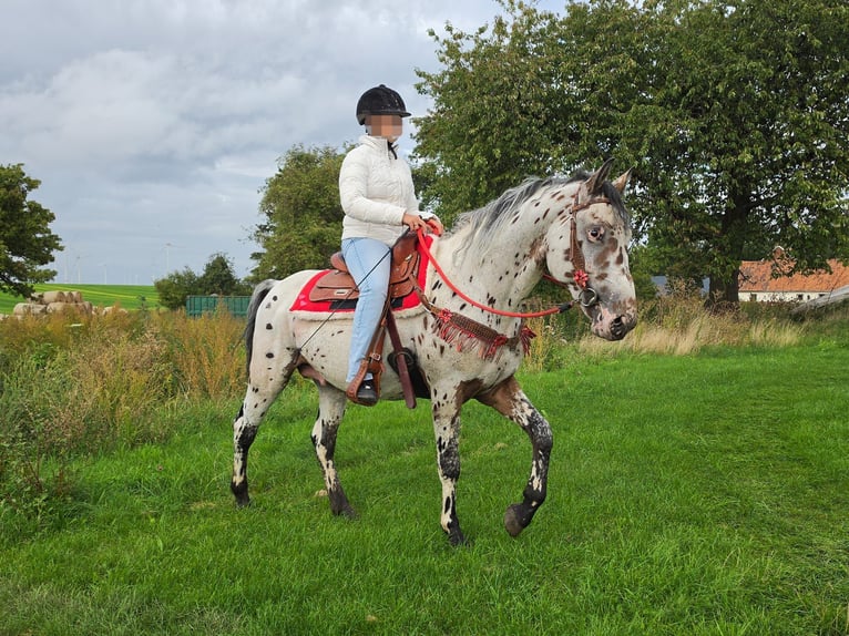 Appaloosa Mix Ruin 4 Jaar 153 cm Appaloosa in Linkenbach