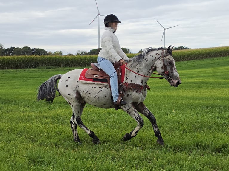 Appaloosa Mix Ruin 4 Jaar 153 cm Appaloosa in Linkenbach