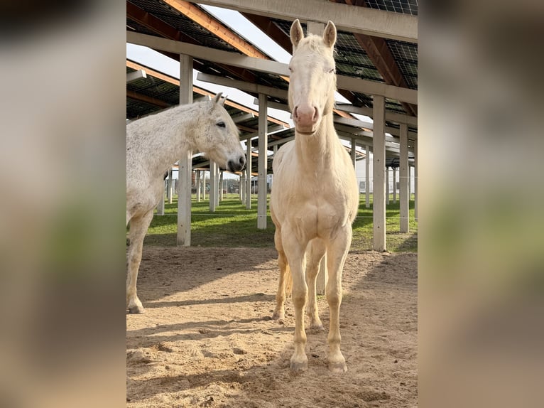 Appaloosa Ruin 4 Jaar 153 cm Perlino in Falkenberg/Elster