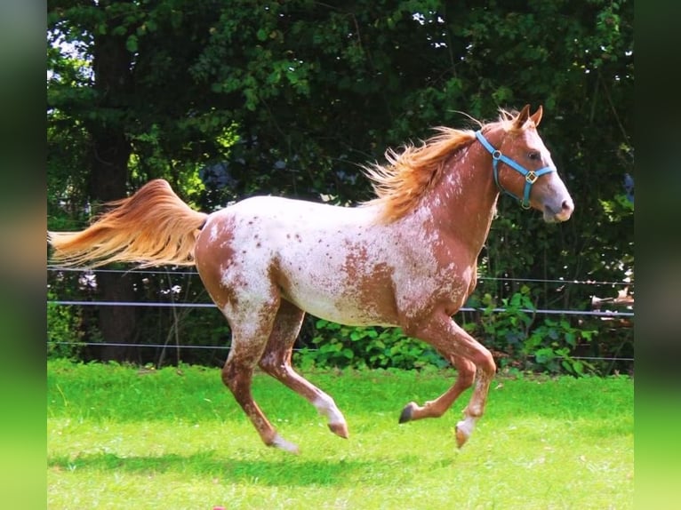 Appaloosa Ruin 4 Jaar 154 cm Vos in Nördlingen