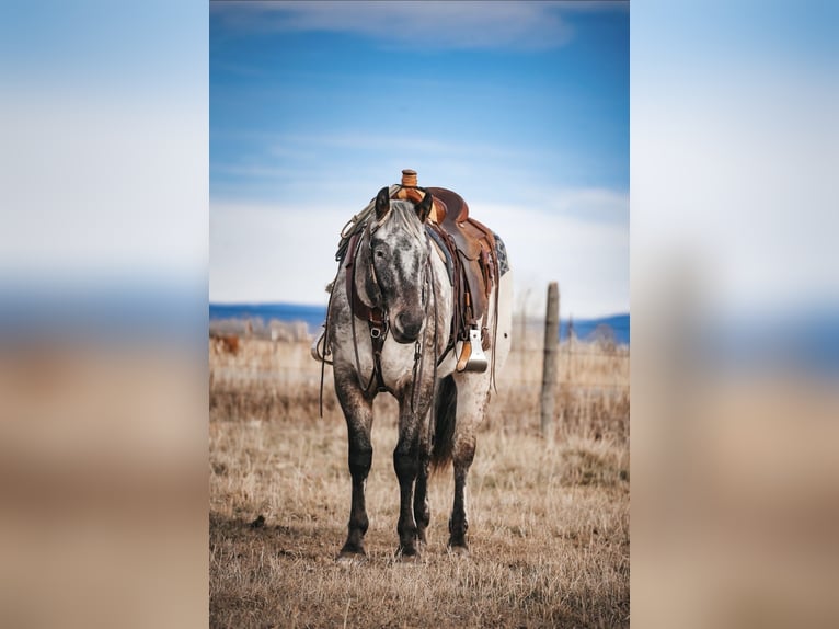 Appaloosa Ruin 4 Jaar 155 cm Bruin in Saint Anthony
