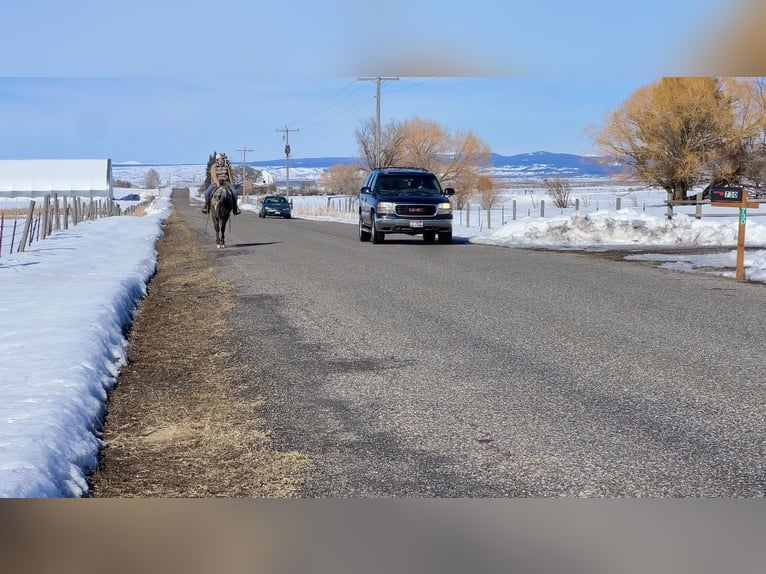 Appaloosa Ruin 4 Jaar 155 cm Bruin in Saint Anthony