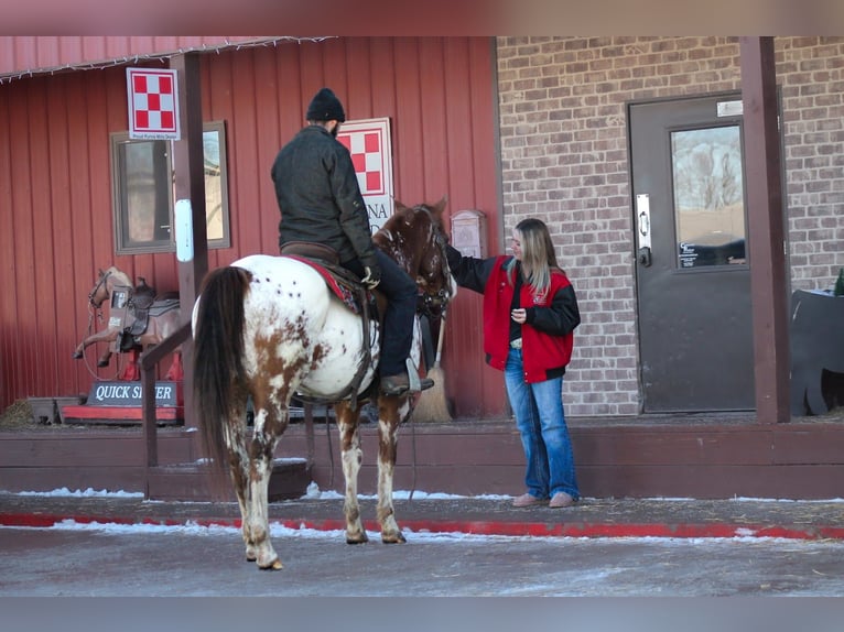Appaloosa Ruin 4 Jaar 155 cm Donkere-vos in Cincinnati, IA