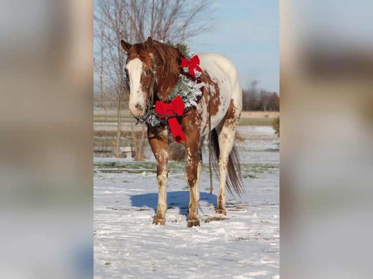Appaloosa Ruin 4 Jaar 155 cm Donkere-vos in Cincinnati, IA