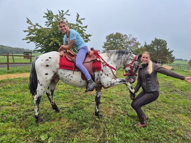 Appaloosa Mix Ruin 4 Jaar 156 cm Appaloosa in Linkenbach