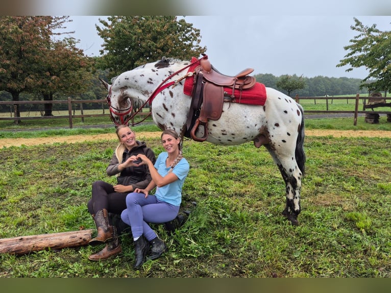 Appaloosa Mix Ruin 4 Jaar 156 cm Appaloosa in Linkenbach