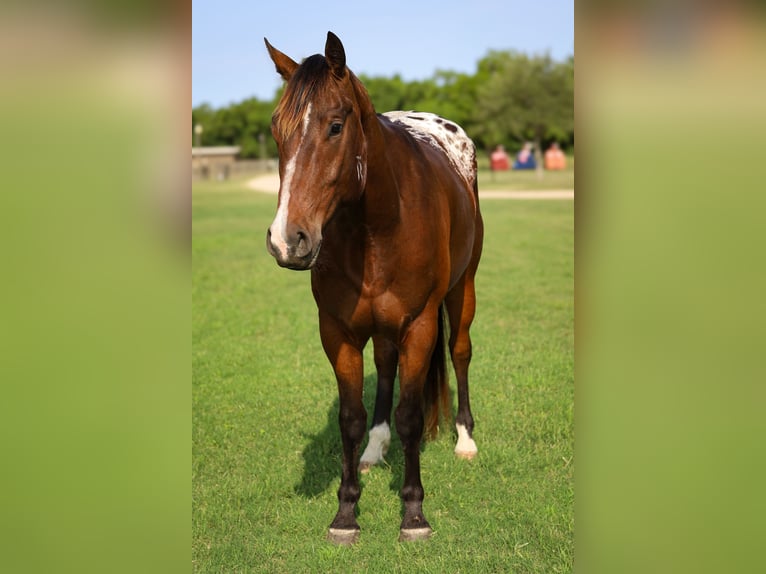 Appaloosa Ruin 4 Jaar 157 cm Roodbruin in Hockley, TX