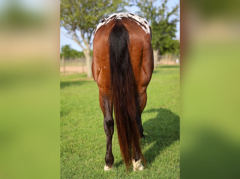 Appaloosa Ruin 4 Jaar 157 cm Roodbruin in Hockley, TX