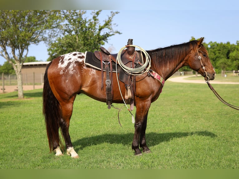 Appaloosa Ruin 4 Jaar 157 cm Roodbruin in Hockley, TX