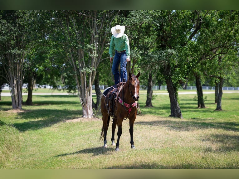 Appaloosa Ruin 4 Jaar 157 cm Roodbruin in Hockley, TX