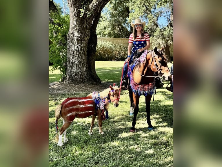 Appaloosa Ruin 4 Jaar 157 cm Roodbruin in Hockley, TX