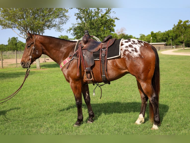 Appaloosa Ruin 4 Jaar 157 cm Roodbruin in Hockley, TX