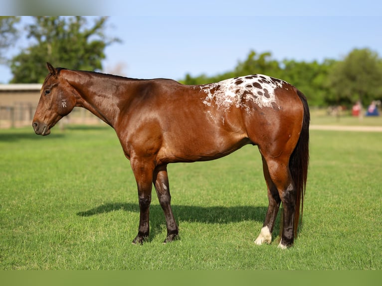Appaloosa Ruin 4 Jaar 157 cm Roodbruin in Hockley, TX