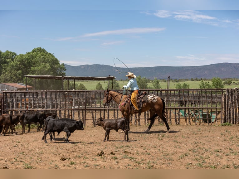 Appaloosa Ruin 4 Jaar 157 cm Roodbruin in Hockley, TX