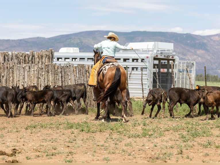Appaloosa Ruin 4 Jaar 157 cm Roodbruin in Hockley, TX