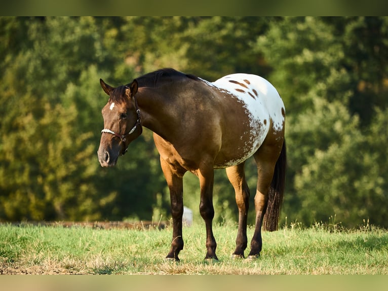 Appaloosa Ruin 4 Jaar 158 cm in München