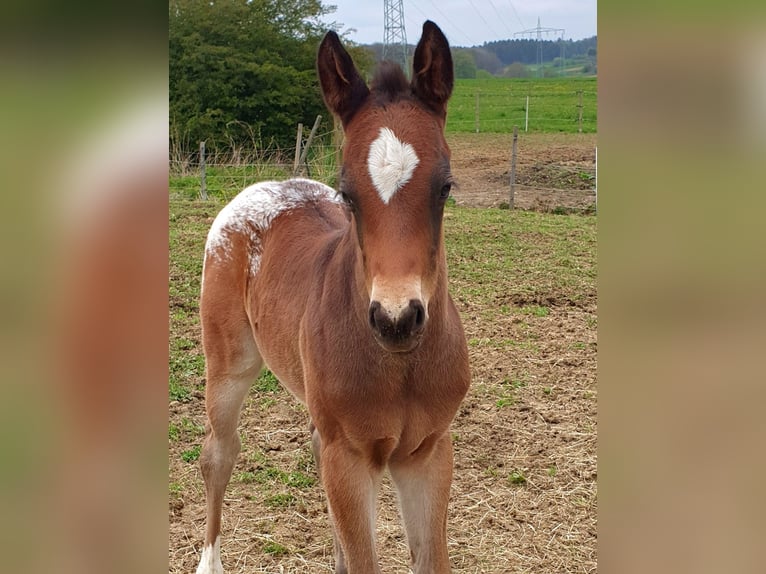 Appaloosa Ruin 4 Jaar 158 cm Roan-Bay in Morbach