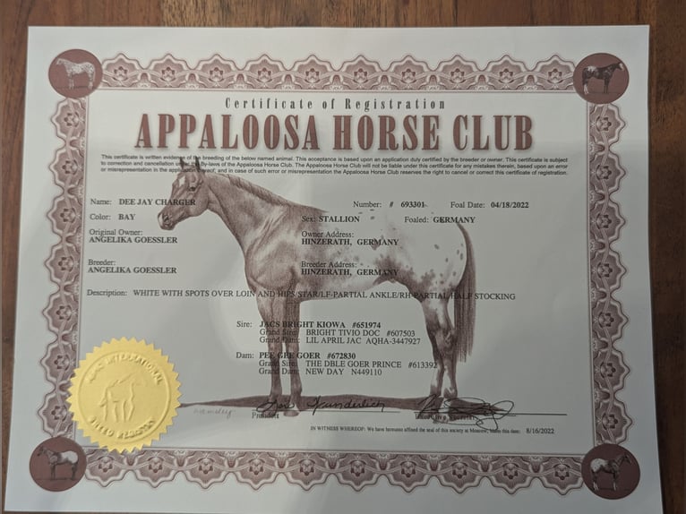 Appaloosa Ruin 4 Jaar 158 cm Roan-Bay in Morbach