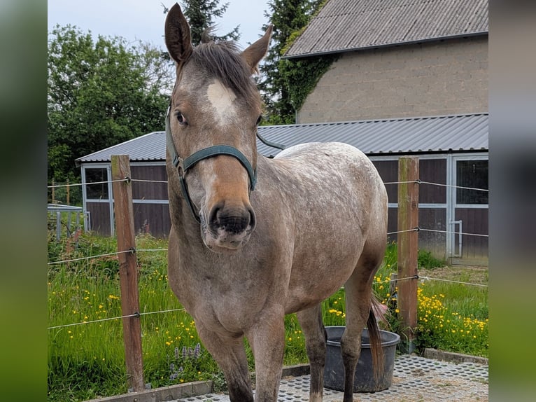 Appaloosa Ruin 4 Jaar 158 cm Roan-Bay in Morbach