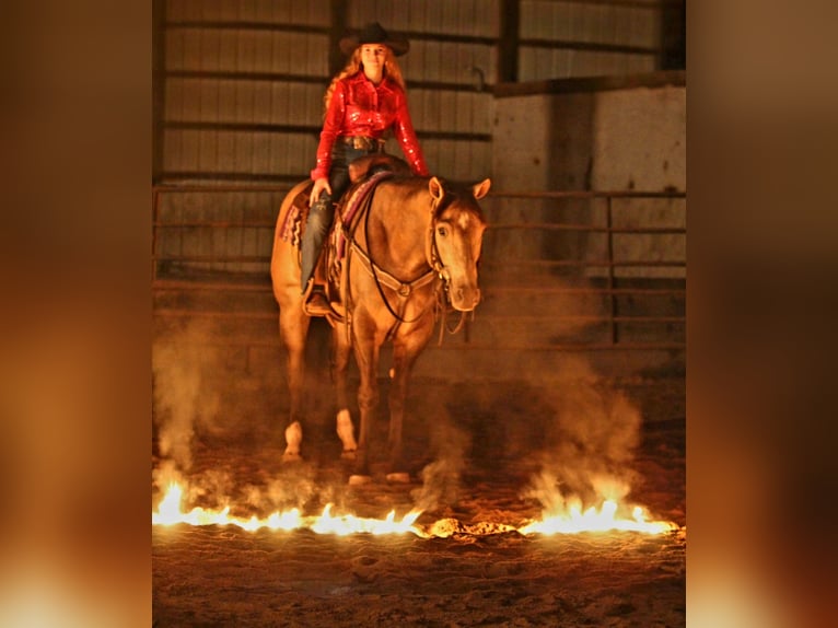 Appaloosa Ruin 4 Jaar 160 cm Buckskin in Robards