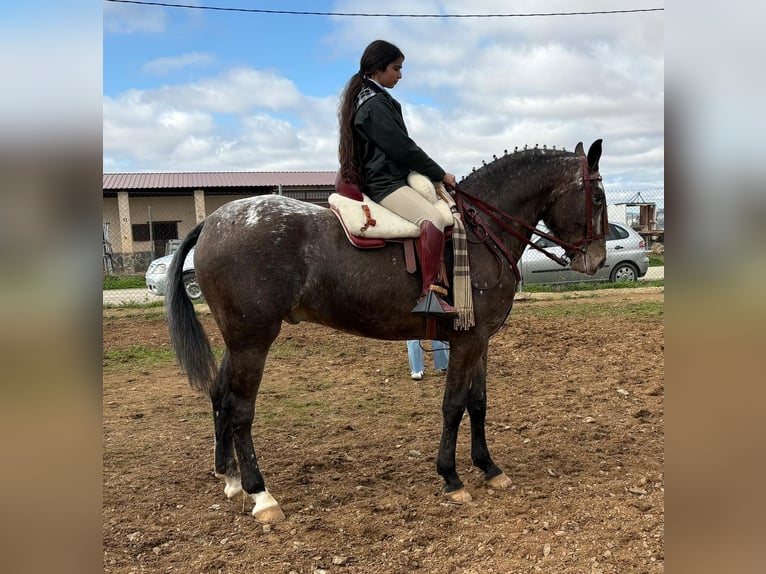 Appaloosa Ruin 4 Jaar 163 cm Bruin in Madrid