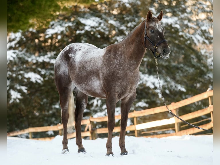 Appaloosa Ruin 4 Jaar 163 cm  in New Holland