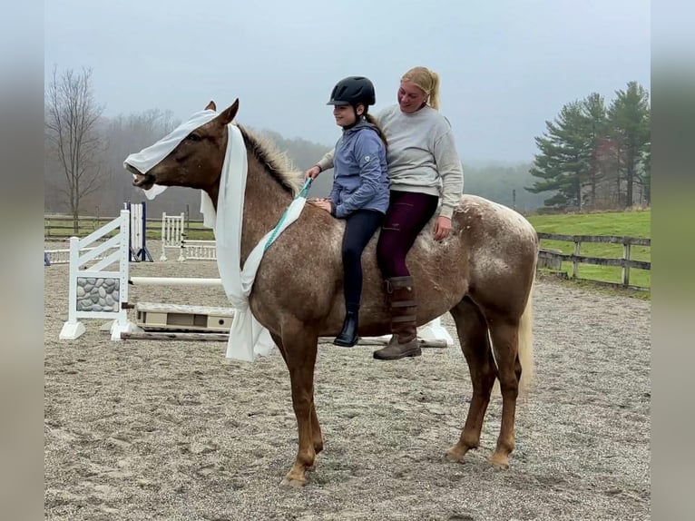 Appaloosa Ruin 4 Jaar 163 cm  in New Holland