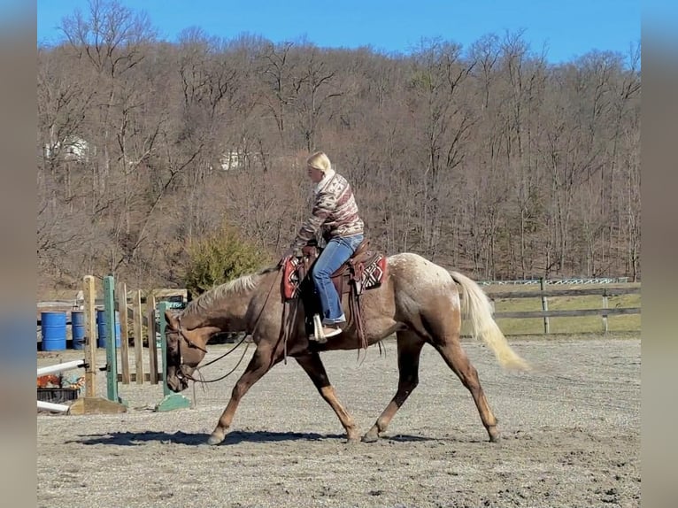 Appaloosa Ruin 4 Jaar 163 cm  in New Holland