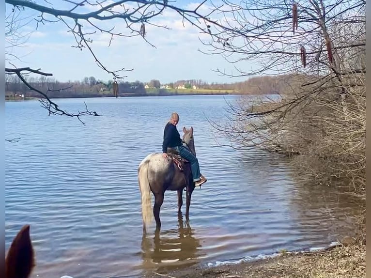 Appaloosa Ruin 4 Jaar 163 cm  in New Holland