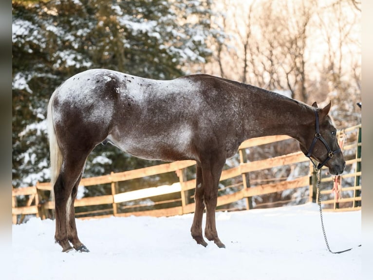 Appaloosa Ruin 4 Jaar 163 cm  in New Holland