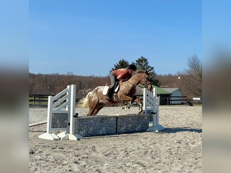 Appaloosa Ruin 4 Jaar 163 cm  in New Holland