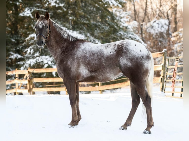 Appaloosa Ruin 4 Jaar 163 cm  in New Holland