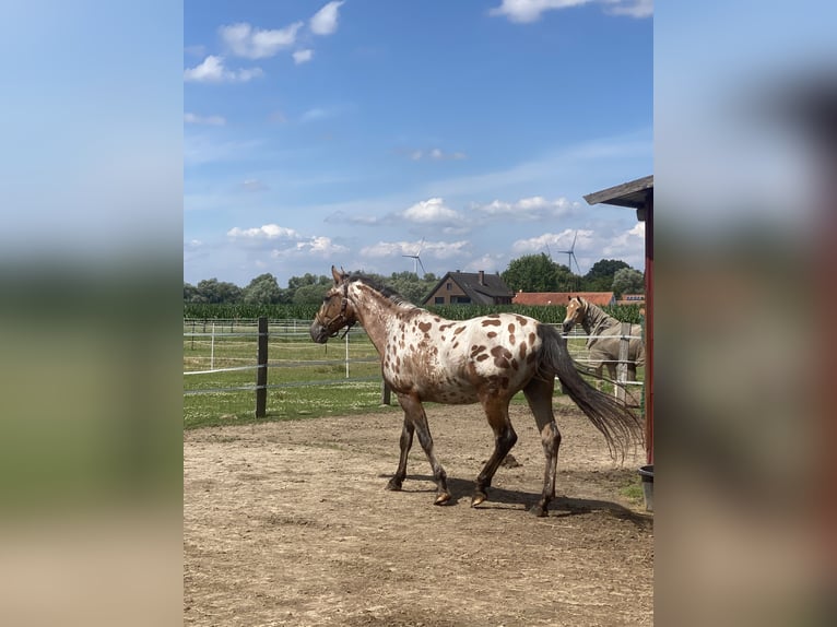 Appaloosa Ruin 4 Jaar 165 cm Donkerbruin in Bad Essen