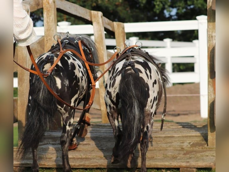 Appaloosa Ruin 4 Jaar 95 cm Appaloosa in Oberlangen