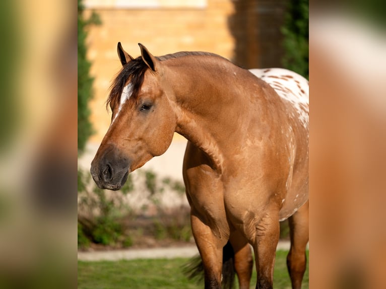 Appaloosa Ruin 4 Jaar Falbe in Miami