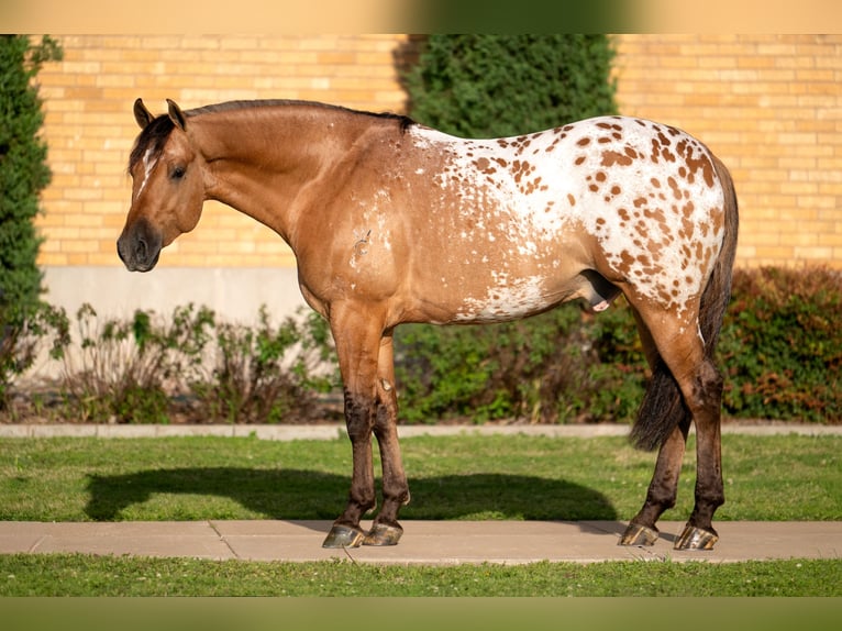 Appaloosa Ruin 4 Jaar Falbe in Miami