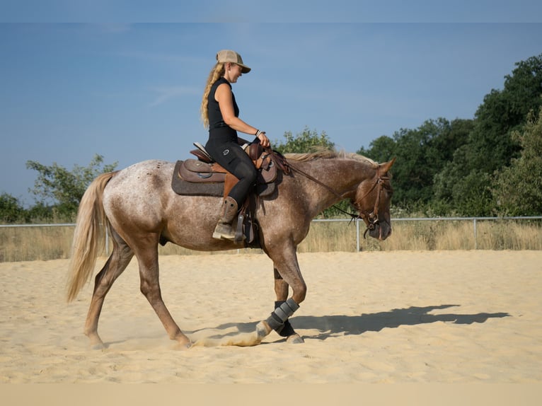 Appaloosa Ruin 4 Jaar  in Niedermohr