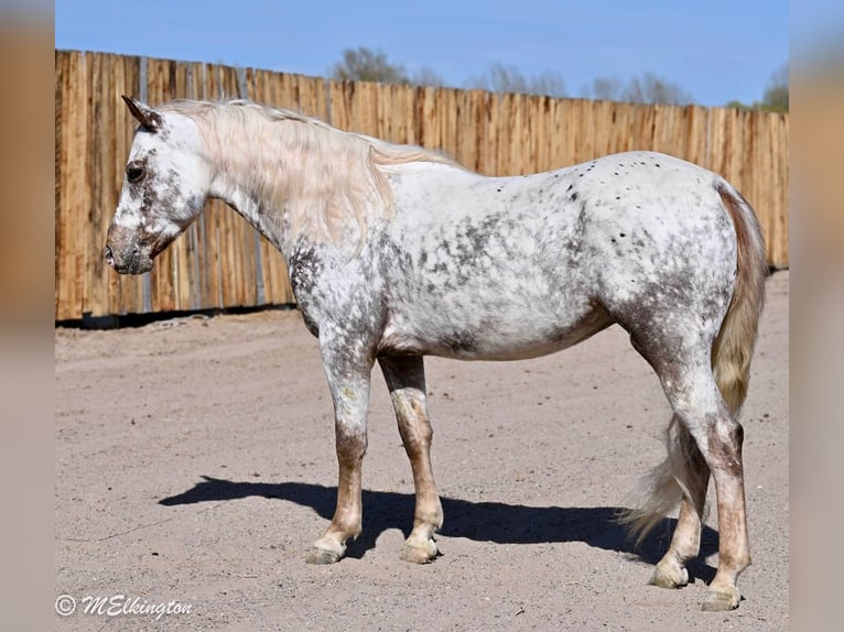 Appaloosa Ruin 5 Jaar 142 cm  in Rigby