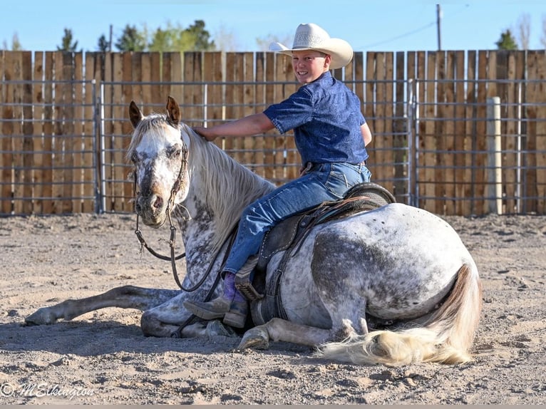 Appaloosa Ruin 5 Jaar 142 cm  in Rigby