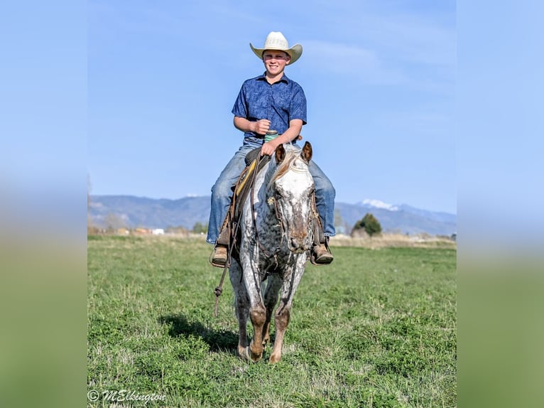 Appaloosa Ruin 5 Jaar 142 cm  in Rigby