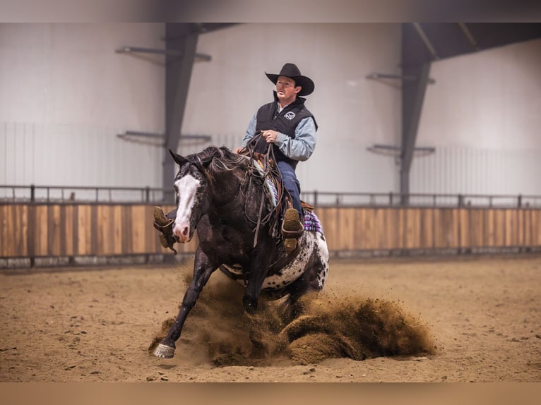 Appaloosa Ruin 5 Jaar 150 cm Appaloosa in Canistota