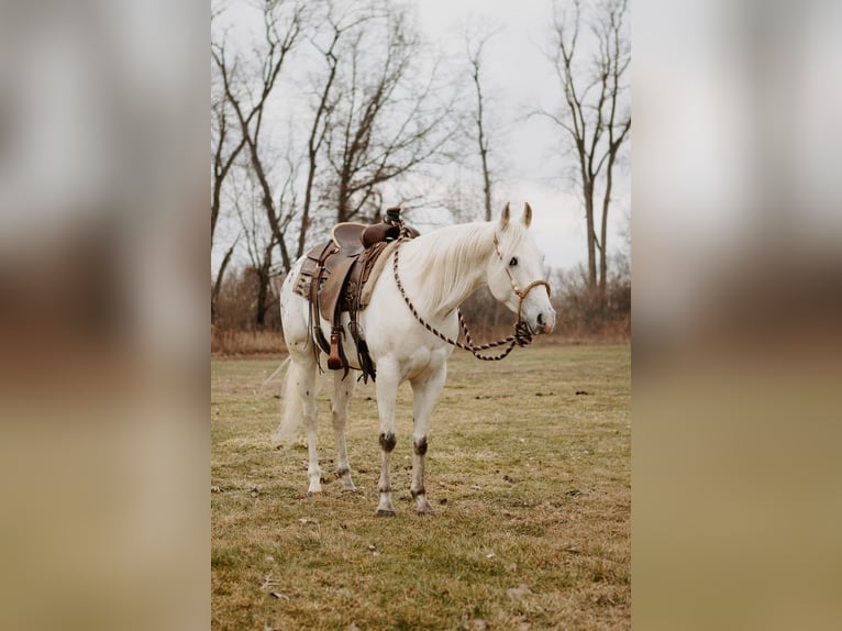 Appaloosa Ruin 5 Jaar 150 cm Appaloosa in North Judson
