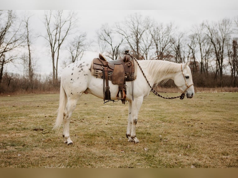 Appaloosa Ruin 5 Jaar 150 cm Appaloosa in North Judson
